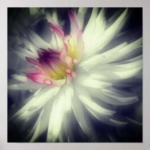 Dahlia Blume Schwarz-Weiß-Teilfarbe Poster