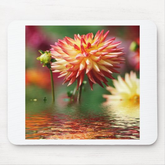 Dahlia-Blume über dem Wasser Mousepad (Vorne)