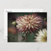 Dahlia-Blume über dem Wasser Postkarte (Vorne/Hinten)