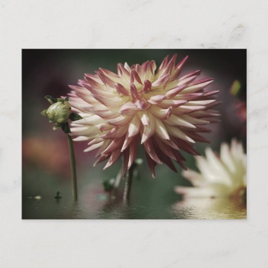 Dahlia-Blume über dem Wasser Postkarte (Vorderseite)