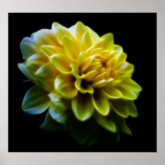 Dahlia Blume und Bedeutung Poster (Vorne)