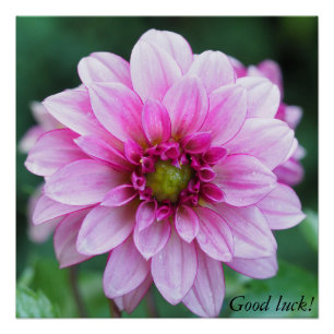 Dahlia Blume. Viel Glück! Poster