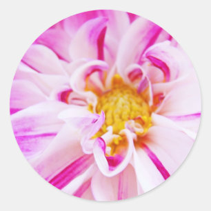 Dahlia-Blumen-Aufkleber Rosa Dahlia Floral Runder Aufkleber