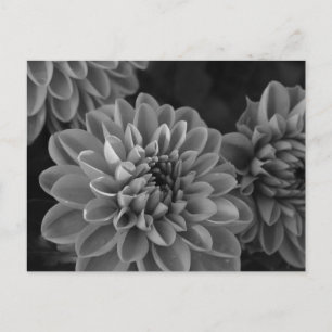 Dahlia-Blumen (schwarz & weiß) Postkarte