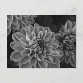Dahlia-Blumen (schwarz & weiß) Postkarte