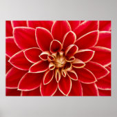 Dahlia Closeup Poster (Vorne)