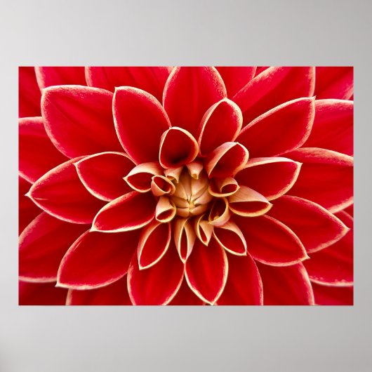 Dahlia Closeup Poster (Vorne)