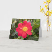 Dahlia Coccinea Karte (Gelbe Blume)
