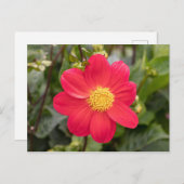 Dahlia Coccinea Postkarte (Vorne/Hinten)