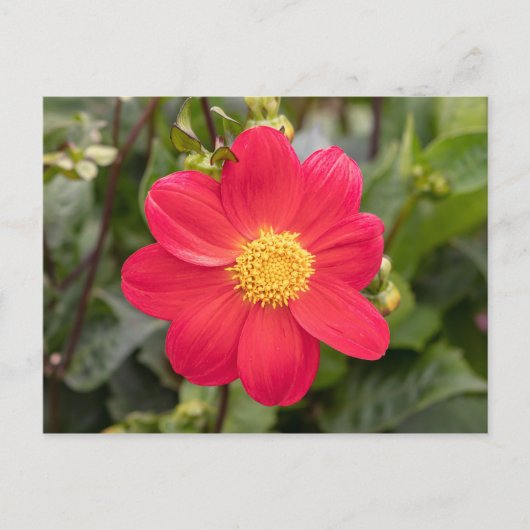 Dahlia Coccinea Postkarte (Vorderseite)