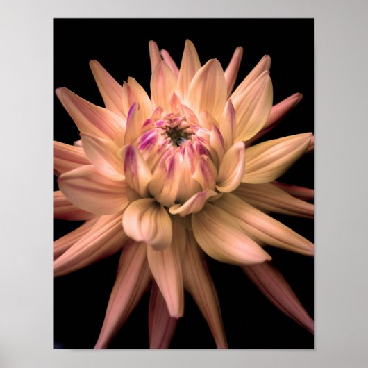 Dahlia Corona Cream Poster (Vorne)