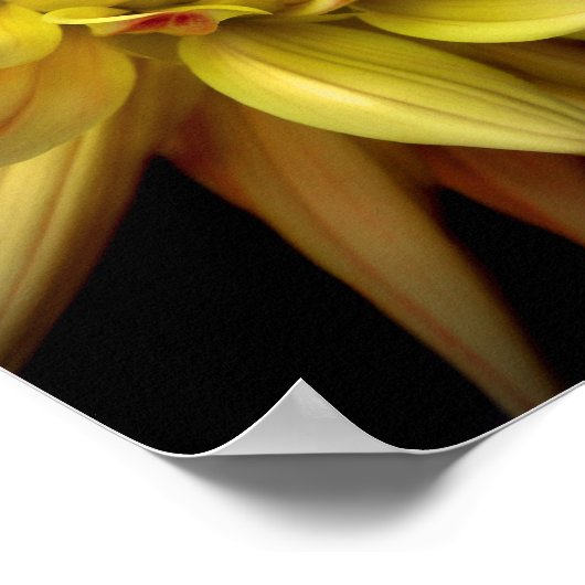 Dahlia Corona Yellow Poster (Ecke)
