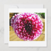 Dahlia Dahlia Dahlia (Vorderseite)