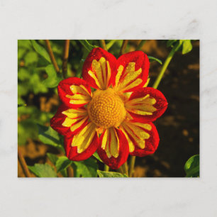 Dahlia, Dahlienfarm, Canby, Oregon, USA 1 Postkarte