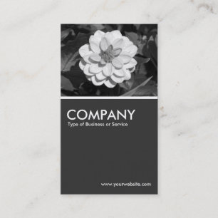 Dahlia 'David Howard' - 80pc Gray Visitenkarte