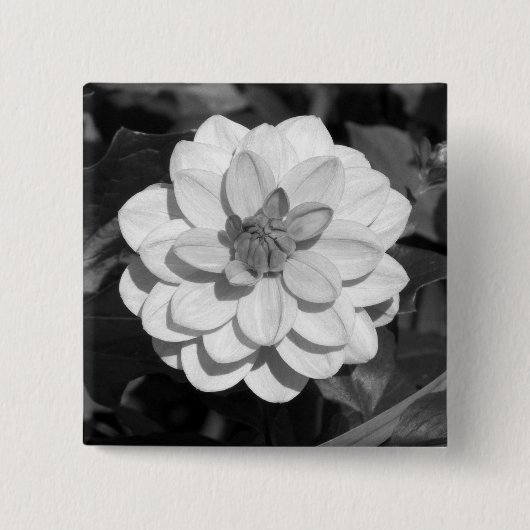 Dahlia 'David Howard' B&W Button (Vorderseite)