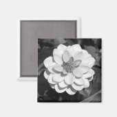 Dahlia 'David Howard' B&W Magnet (Vorderseite/Rückseite)