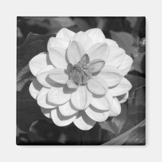 Dahlia 'David Howard' B&W Magnet