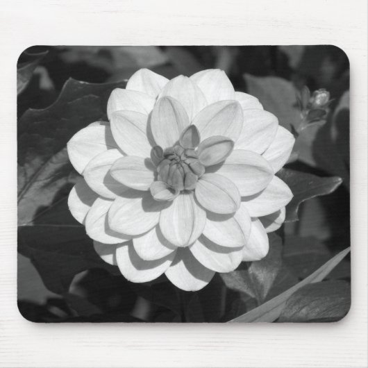 Dahlia 'David Howard' B&W Mousepad (Vorne)