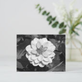 Dahlia 'David Howard' B&W Postkarte (Stehend Vorderseite)