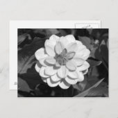Dahlia 'David Howard' B&W Postkarte (Vorne/Hinten)