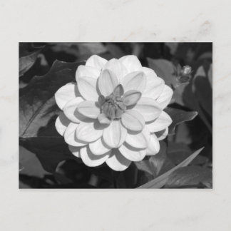 Dahlia 'David Howard' B&W Postkarte