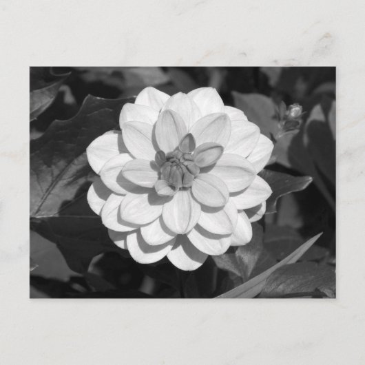 Dahlia 'David Howard' B&W Postkarte (Vorderseite)