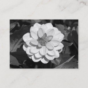 Dahlia 'David Howard' B&W Visitenkarte