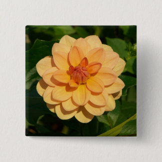 Dahlia 'David Howard' Button