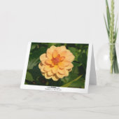 Dahlia 'David Howard' (grenzt an Karte (Rückseite)