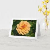 Dahlia 'David Howard' (grenzt an Karte (Gelbe Blume)