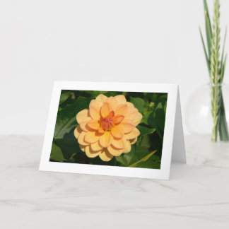Dahlia 'David Howard' (grenzt an Karte