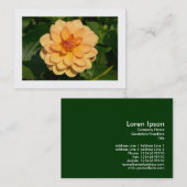 Dahlia 'David Howard' (grenzt an Visitenkarte (Vorne/Hinten)