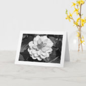Dahlia 'David Howard' (grenzübergreifend) B&W Karte (Gelbe Blume)
