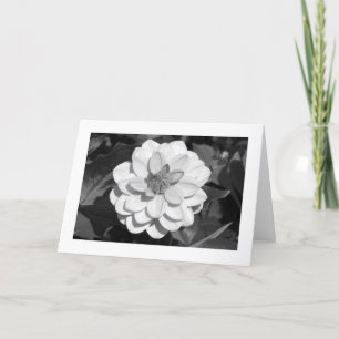 Dahlia 'David Howard' (grenzübergreifend) B&W Karte