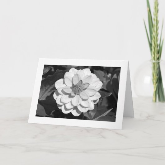 Dahlia 'David Howard' (grenzübergreifend) B&W Karte (Vorderseite)