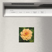 Dahlia 'David Howard' Magnet (In Situ (Geschirrspüler))