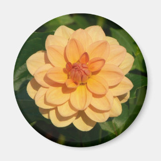 Dahlia 'David Howard' Magnet