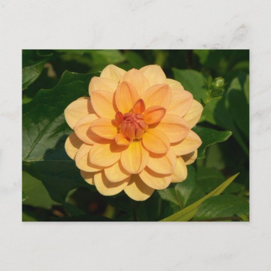 Dahlia 'David Howard' Postkarte (Vorderseite)