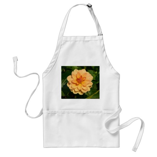 Dahlia 'David Howard' Schürze (Vorne)