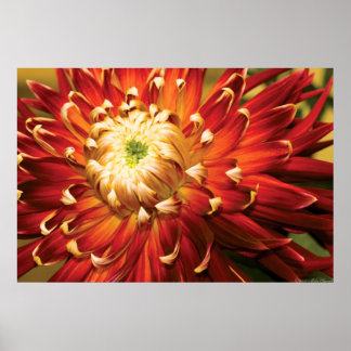 Dahlia - Die Strahlung der Natur Poster