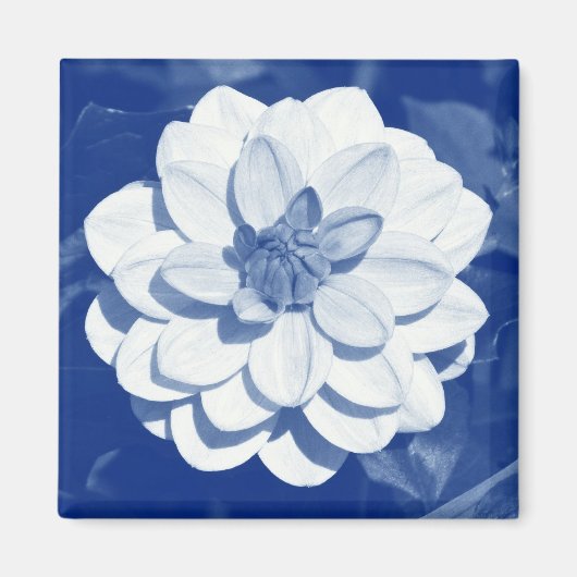Dahlia - Digital Cyanotype Magnet (Vorne)