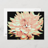 Dahlia - Flitterwochen - Pfirsich mit hellblütigem Postkarte (Vorne/Hinten)