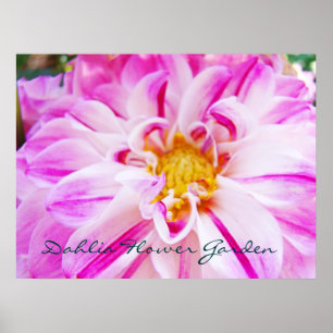 Dahlia Flower Garden art prints Pink Purple Dahlia Poster