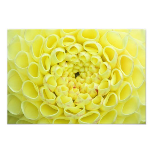 Dahlia Fotodruck (Vorne)