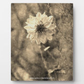 Dahlia Fotoplatte (Vorderseite)