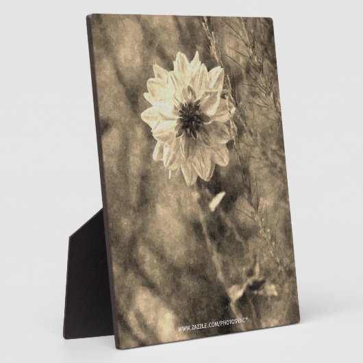 Dahlia Fotoplatte (Seite)