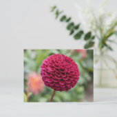 Dahlia Fuschia Postkarte (Stehend Vorderseite)