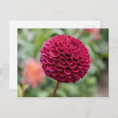 Dahlia Fuschia Postkarte (Vorne/Hinten)