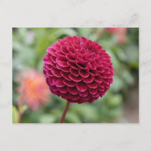 Dahlia Fuschia Postkarte